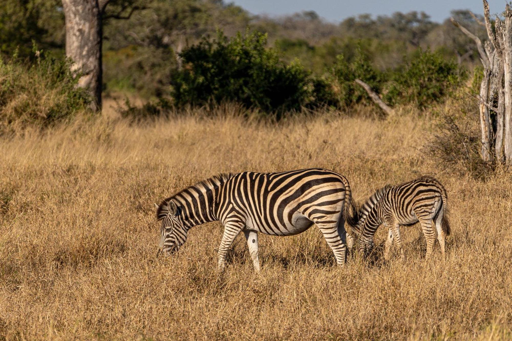 Buffelshoek Tented Camp Domaine de chasse de Manyeleti Extérieur photo