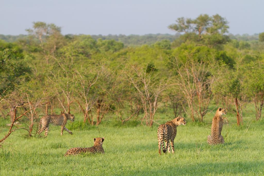 Buffelshoek Tented Camp Domaine de chasse de Manyeleti Extérieur photo