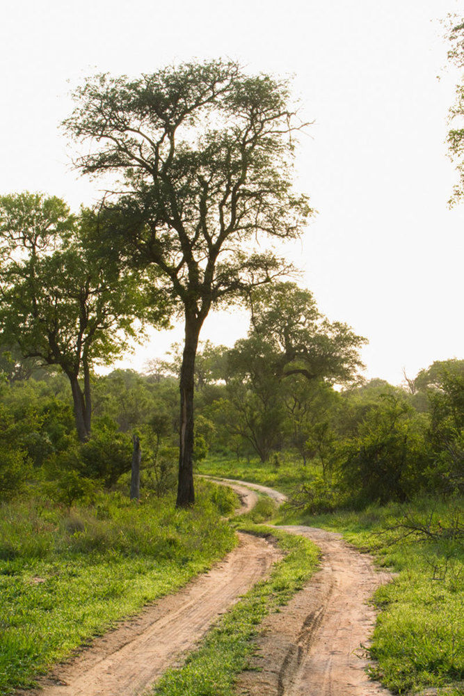 Buffelshoek Tented Camp Domaine de chasse de Manyeleti Extérieur photo